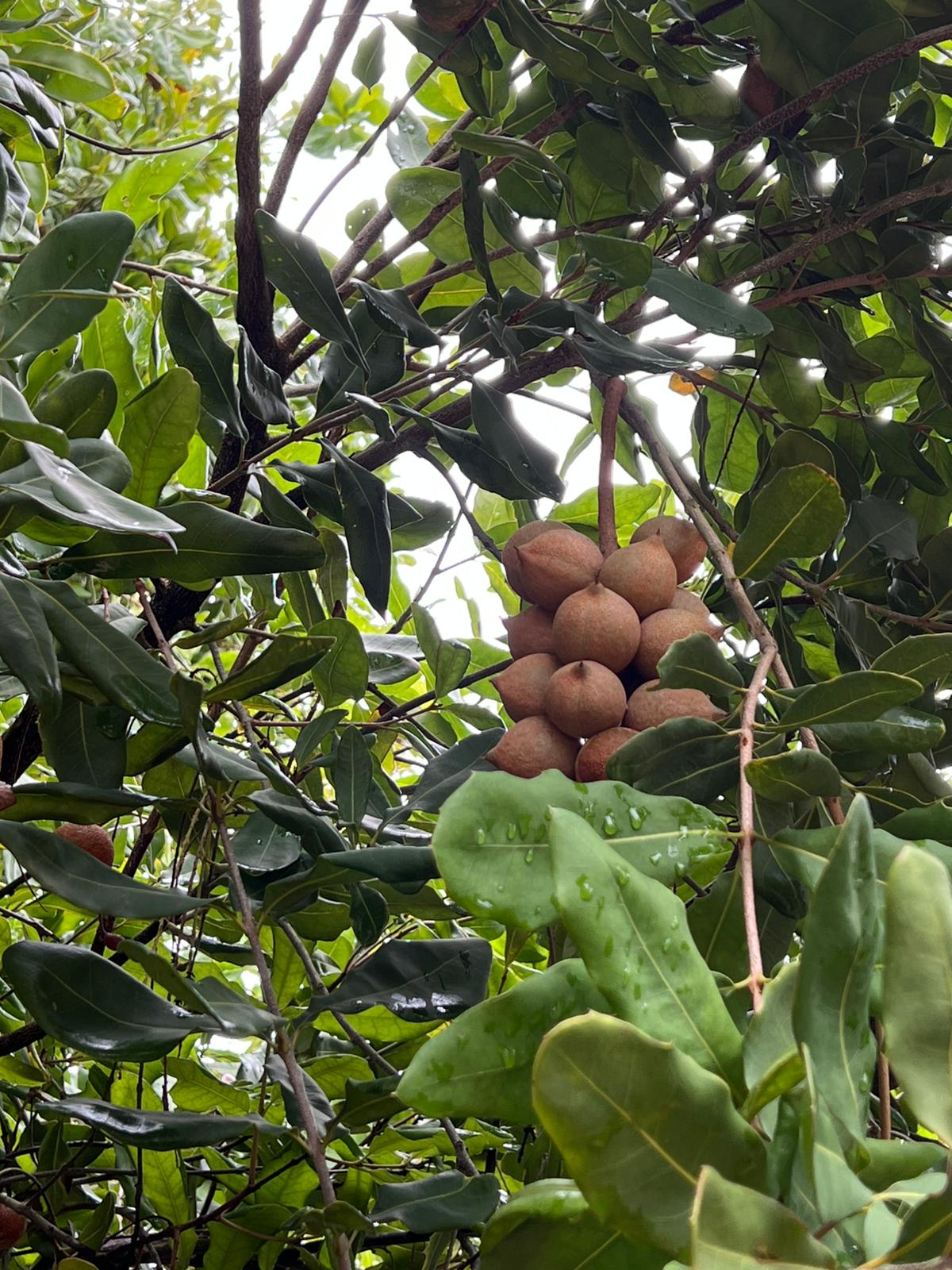 Macadamia orchard canopy at Sunstone Valley