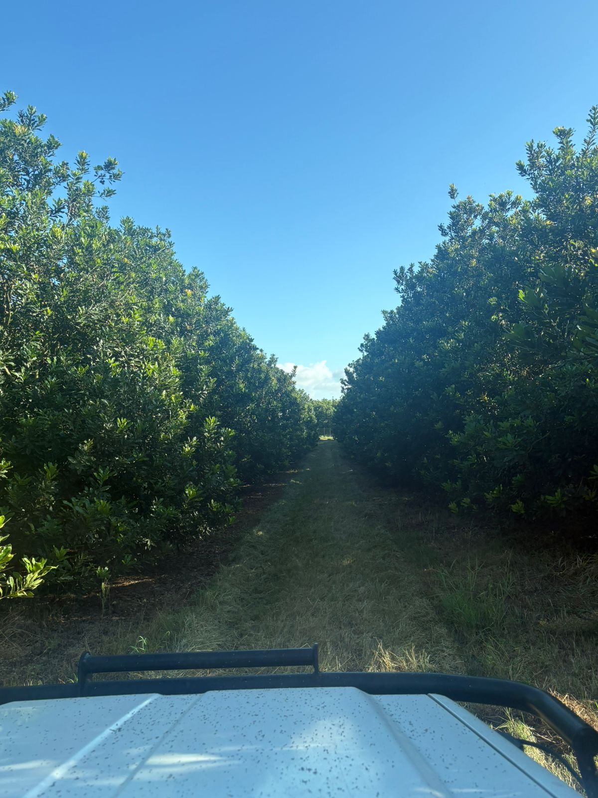 Beaumont macadamia trees in the orchard