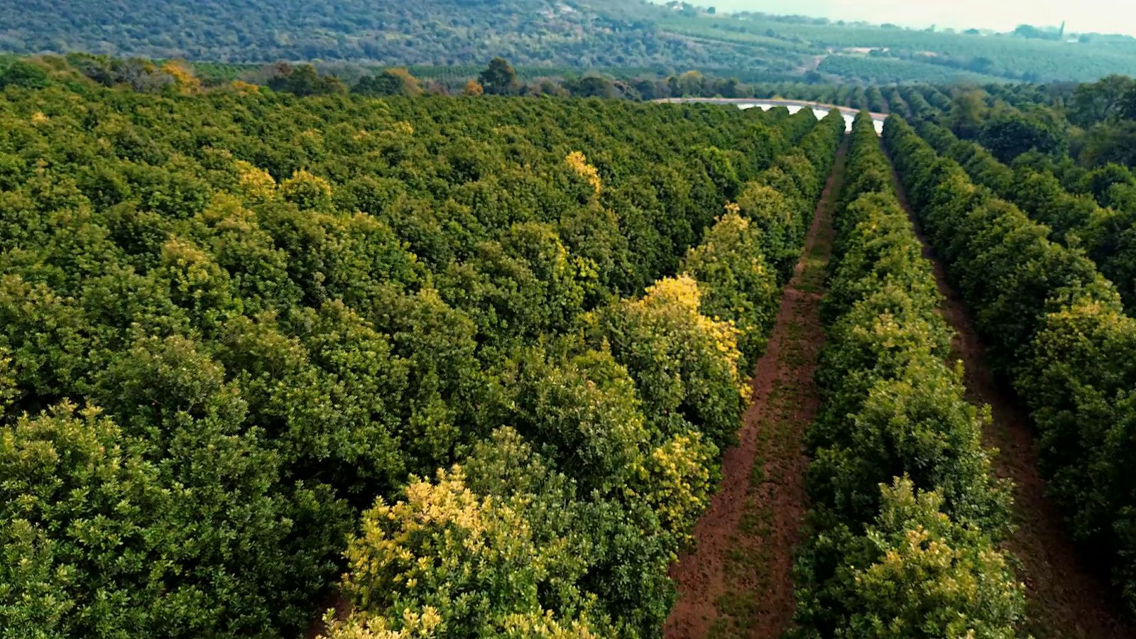 Aerial view over the macadamia orchards at Sunstone Valley