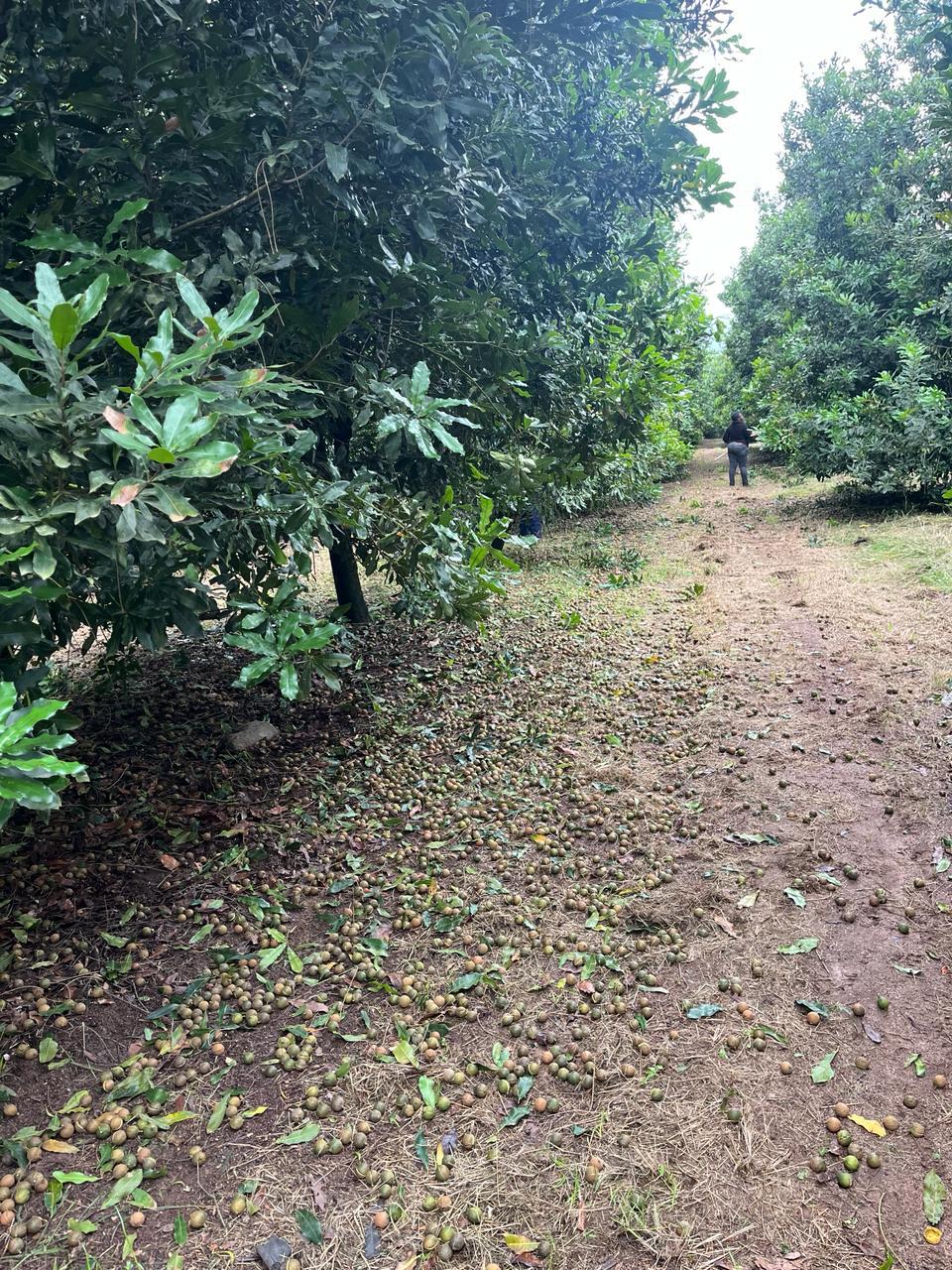 Macadamia nuts gathered during harvest at Sunstone Valley